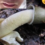 Got straight cum and cock-cheese for hungry gay hustler? (mid-sweden) –